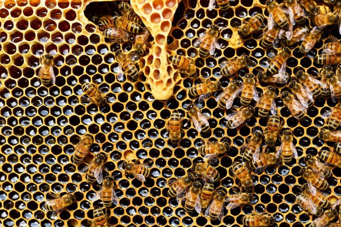 HUF 2.8 bln Budget for Beekeeper Support