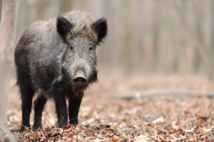 Wild boar cull could cost hunters HUF 4.5 bln