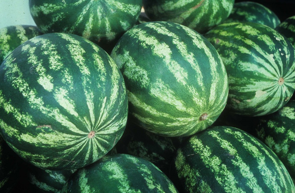 Farmers plant fewer melons but harvest quality 'excellent'