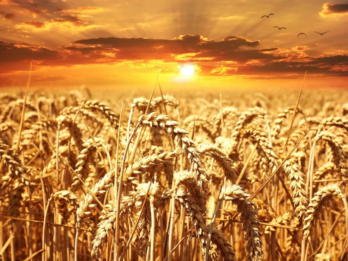 Hungary offers to help Ukraine with grain exports