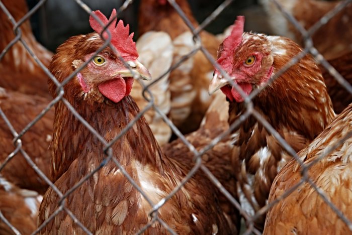 Chicken prices falling