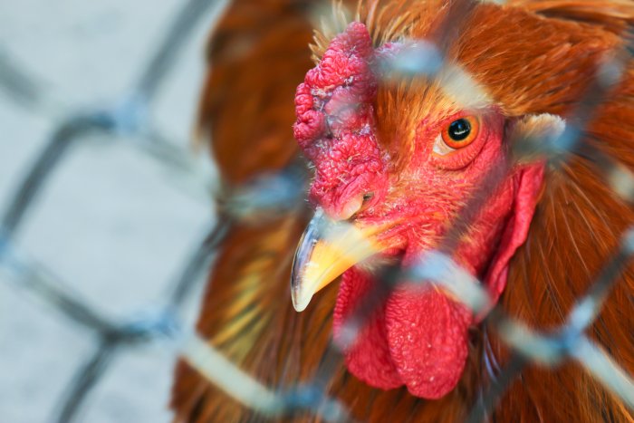Hungary Poultry Stock Falls 9% in a Year