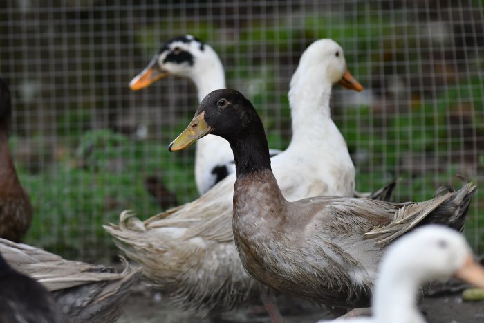 Bird flu detected in eastern Hungary, 115,000 ducks destroye...
